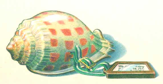 Travel Shell