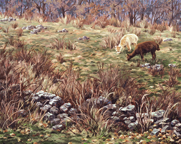 Will Kefauver oil painting, "Stone Wall Alpaca"