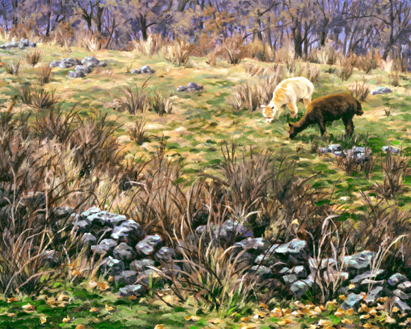 Stone Wall Alpaca, painting, Muscoot Farm