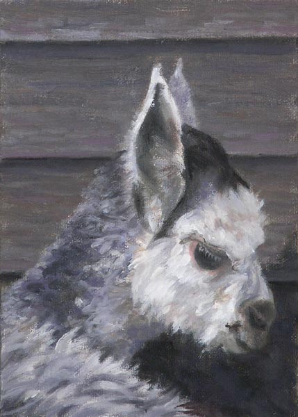 Will Kefauver, painting of alpaca, Zingaro